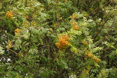 Sorbus aucuparia