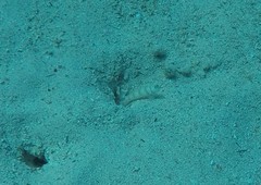 Amblyeleotris steinitzi