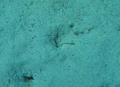 Amblyeleotris steinitzi