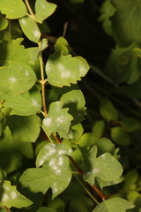 Symphoricarpos albus