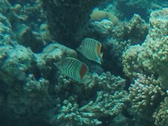 Chaetodon paucifasciatus