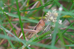 Pseudochorthippus curtipennis