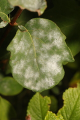 Erysiphe symphoricarpi