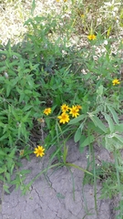 Wedelia acapulcensis