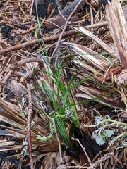 Xerophyllum tenax