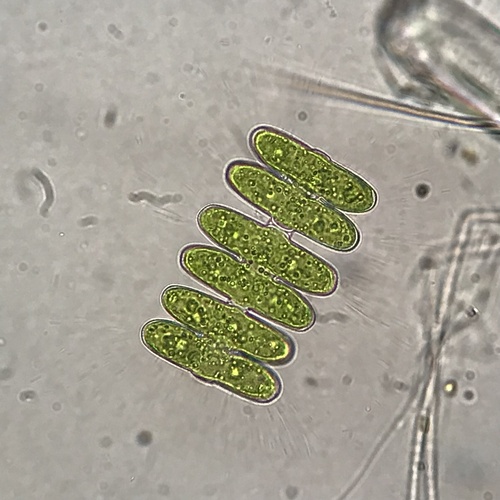 Spondylosium pulchrum