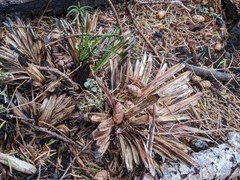 Xerophyllum tenax