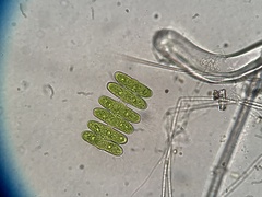 Spondylosium pulchrum