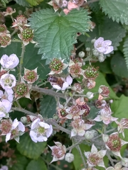 Apis mellifera