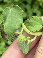 Triumfetta procumbens