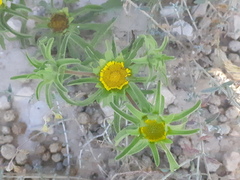 Asteriscus aquaticus