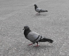 Columba livia domestica