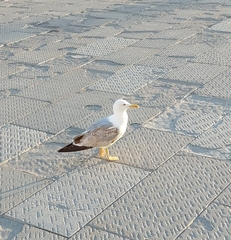 Larus michahellis