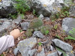 Mammillaria melanocentra rubrograndis