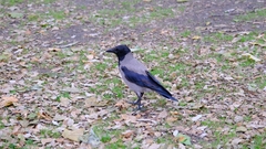 Corvus cornix