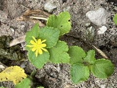 Triumfetta procumbens