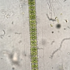 Hyalotheca