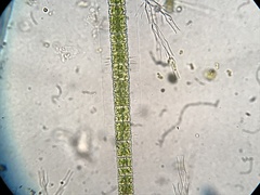 Hyalotheca