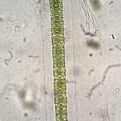 Hyalotheca