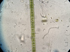 Hyalotheca