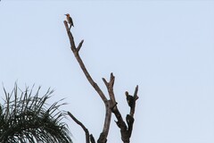 Colaptes campestris campestris