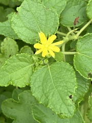 Triumfetta procumbens