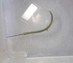 Hyporhamphus rosae