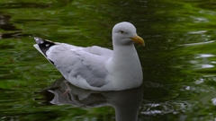 Larus argentatus