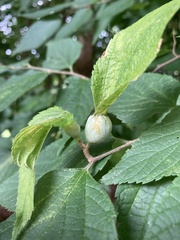 Pachypsylla venusta