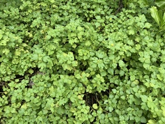 Triumfetta procumbens
