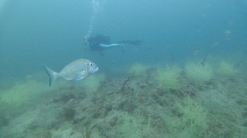 Pacific porgy (Calamus brachysomus) — Sparidae — 4
