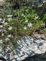 Minuartia adenotricha