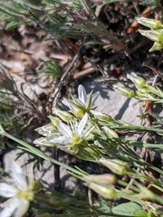 Minuartia adenotricha