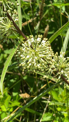 Asclepias hirtella