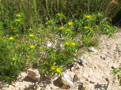 Asteriscus aquaticus