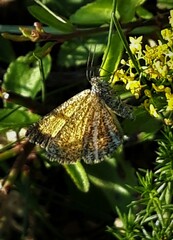 Isturgia limbaria