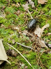 Polyphylla variolosa