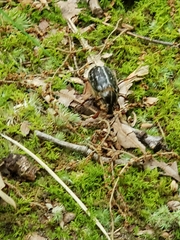 Polyphylla variolosa