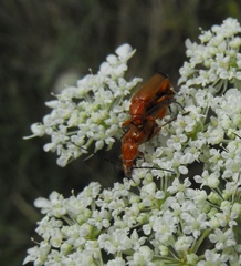 Rhagonycha fulva