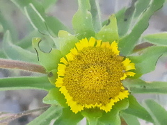 Asteriscus aquaticus