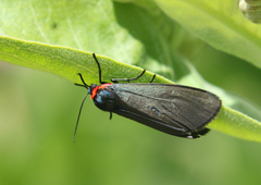 Pygoctenucha terminalis