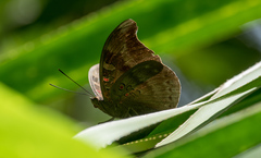 Dophla evelina