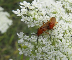 Rhagonycha fulva