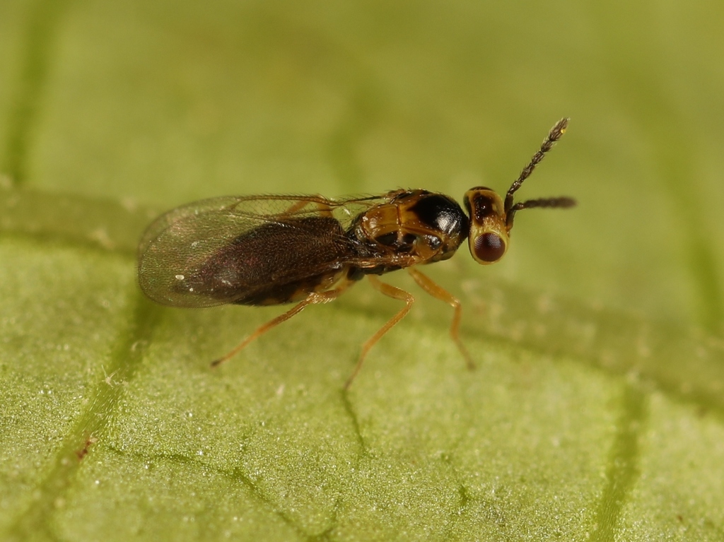 Sigmophora
