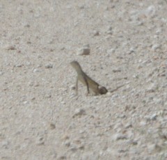 Holbrookia subcaudalis