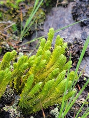 Huperzia appressa