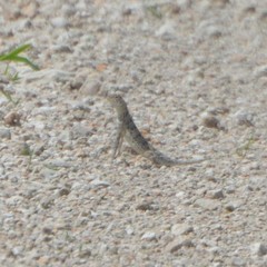 Holbrookia subcaudalis