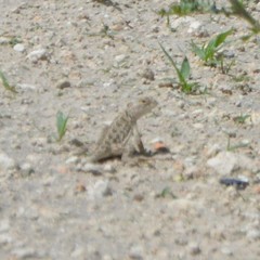 Holbrookia subcaudalis