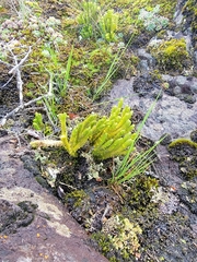Huperzia appressa