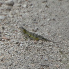 Holbrookia subcaudalis